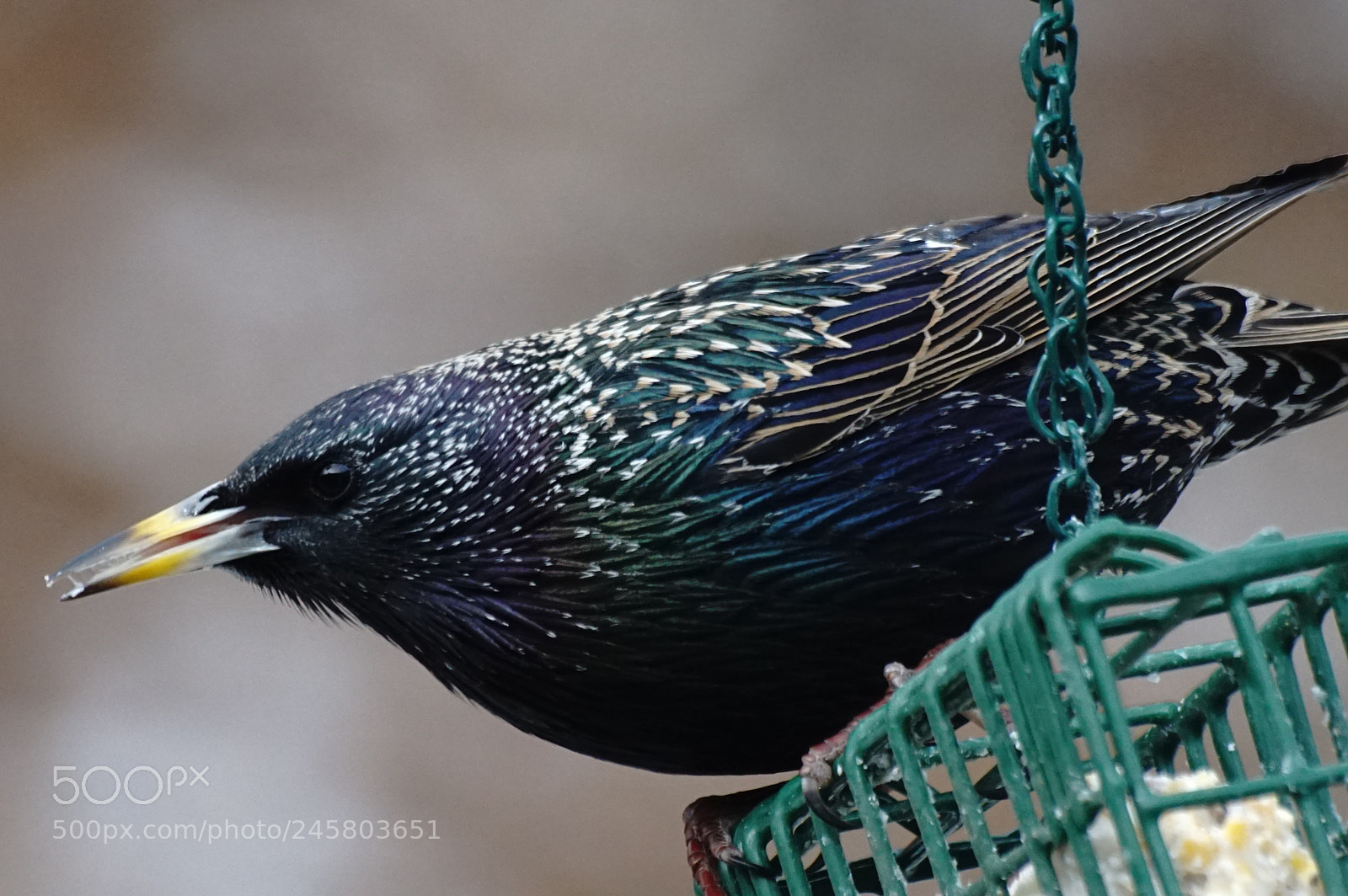 Sony ILCA-77M2 sample photo. Starling (?) photography