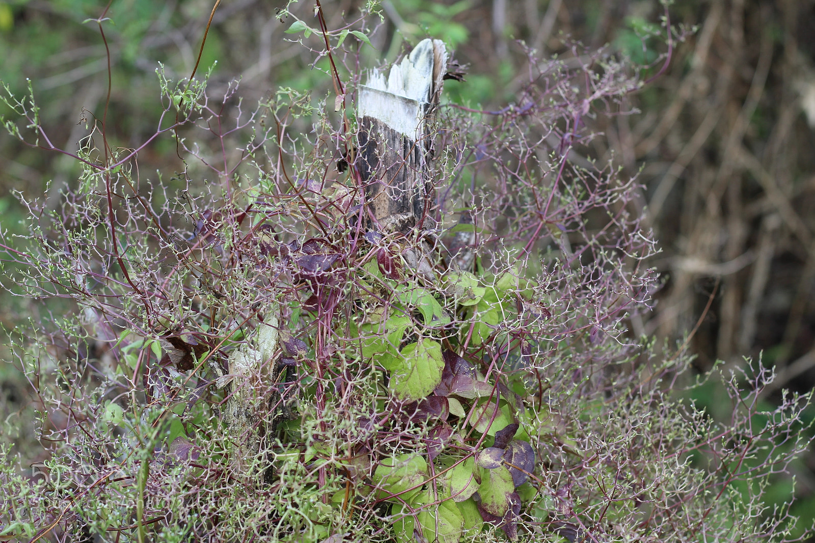 Canon EOS 1300D (EOS Rebel T6 / EOS Kiss X80) sample photo. Oakland nature preserve 2-11-18 photography