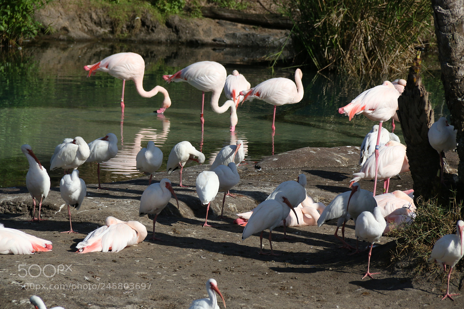 Canon EF-S 18-135mm F3.5-5.6 IS sample photo. Pretty birdie photography