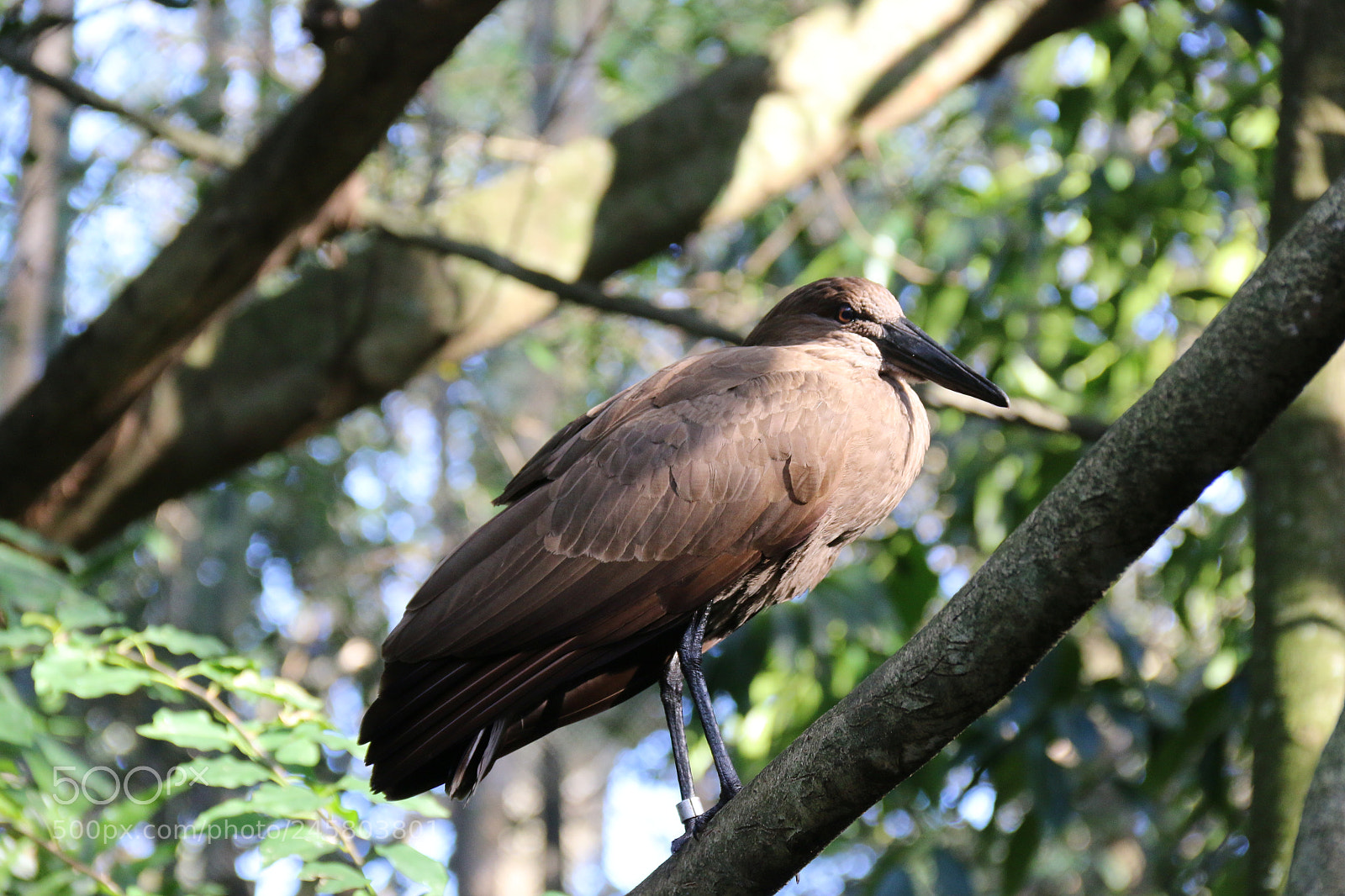 Canon EF-S 18-135mm F3.5-5.6 IS sample photo. Birdie photography
