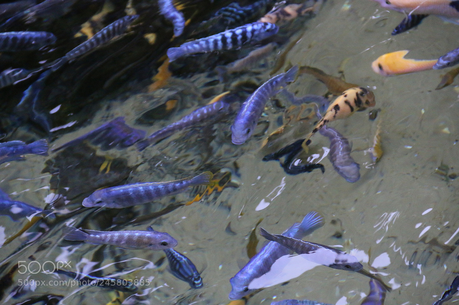 Canon EF-S 18-135mm F3.5-5.6 IS sample photo. Fishies photography