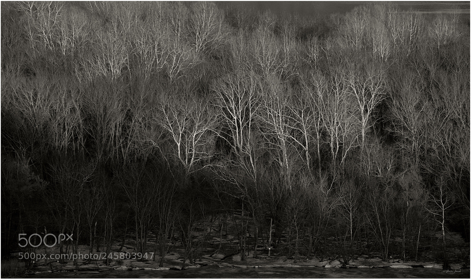 Nikon D500 sample photo. Winter and the trees photography