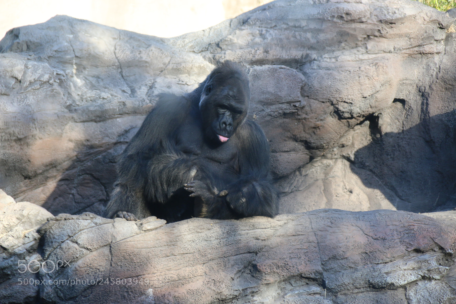 Canon EF-S 18-135mm F3.5-5.6 IS sample photo. Gorilla i ll call photography