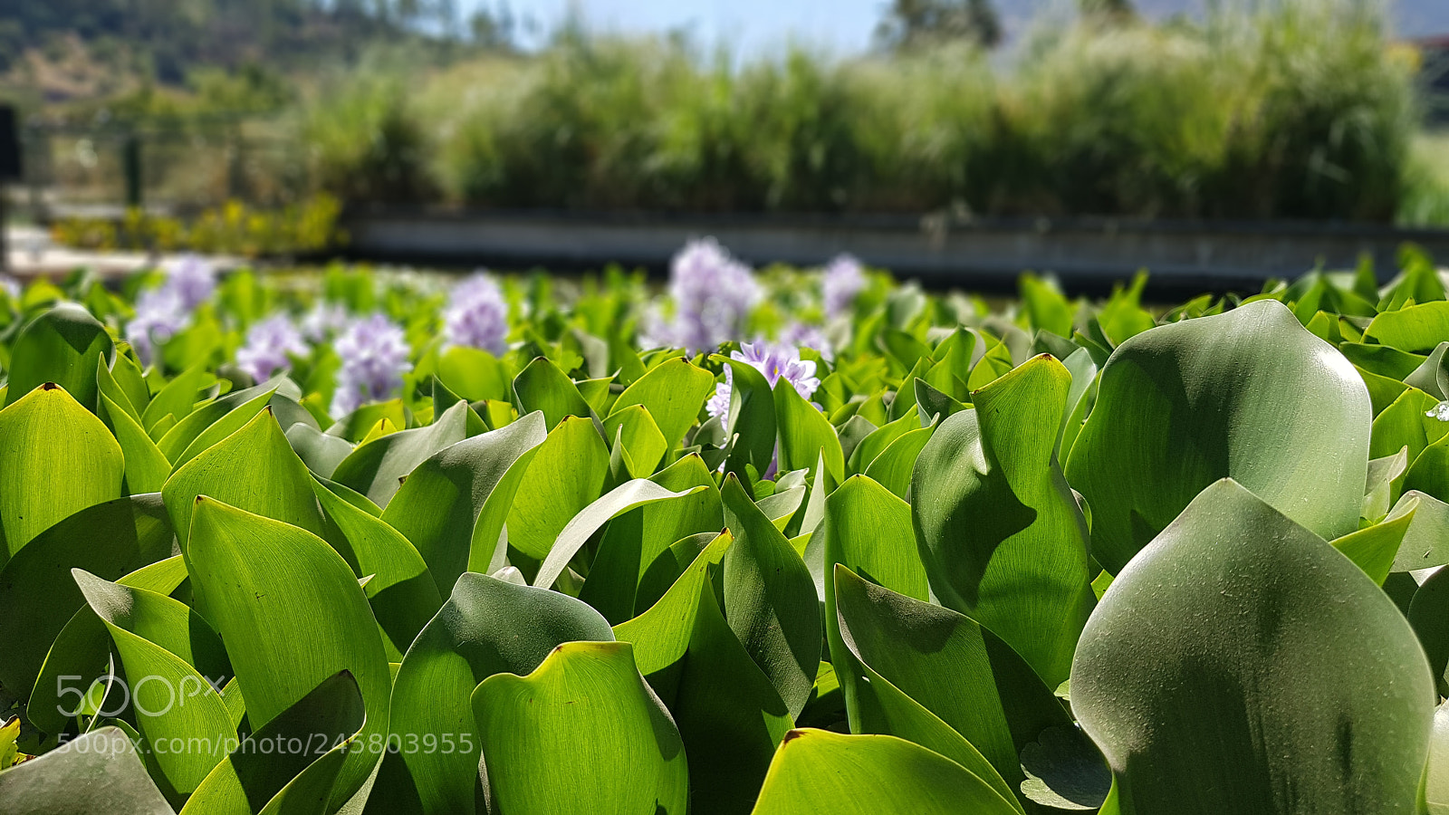 Samsung Galaxy S8+ sample photo. Nature photography