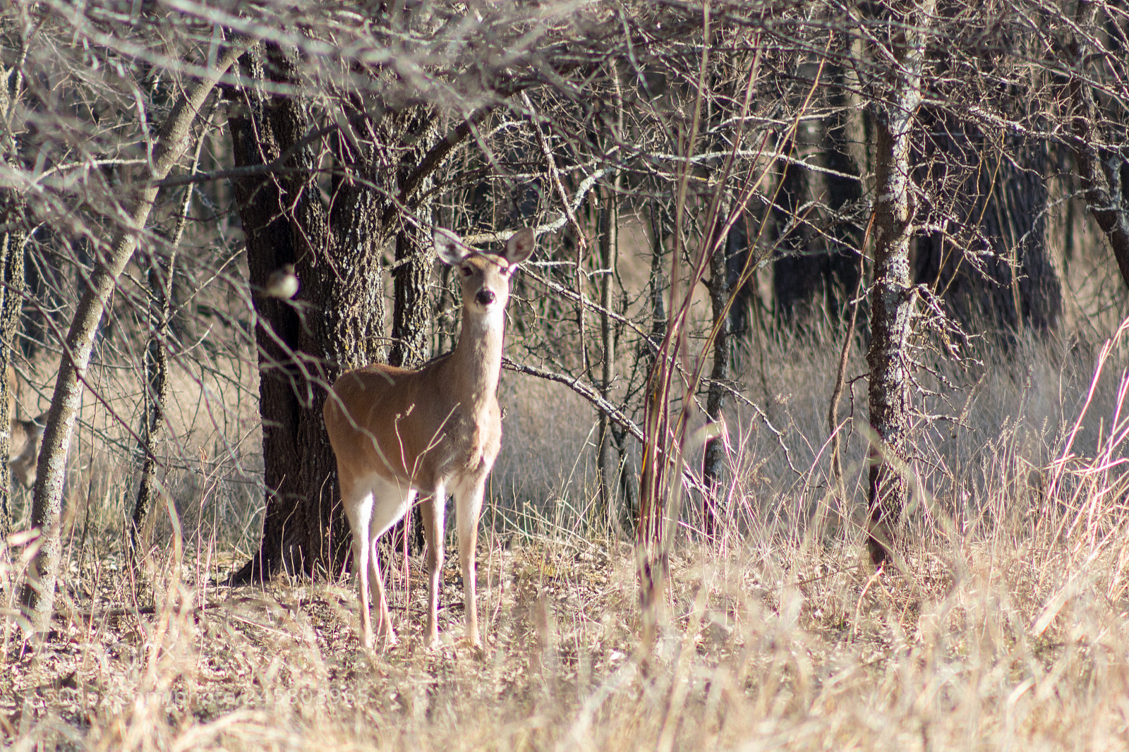 Canon EOS 1300D (EOS Rebel T6 / EOS Kiss X80) sample photo. Deer photography