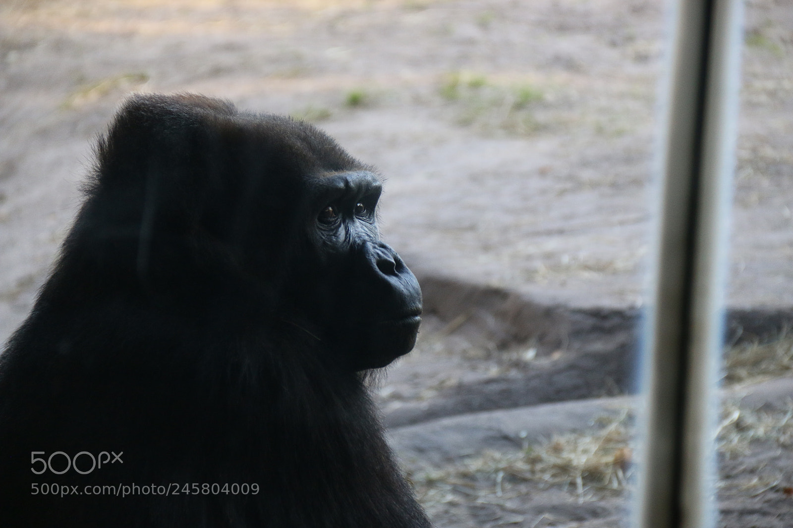 Canon EF-S 18-135mm F3.5-5.6 IS sample photo. Momma gorilla photography