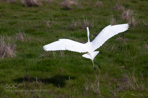 Canon EOS 20D sample photo. Landing photography