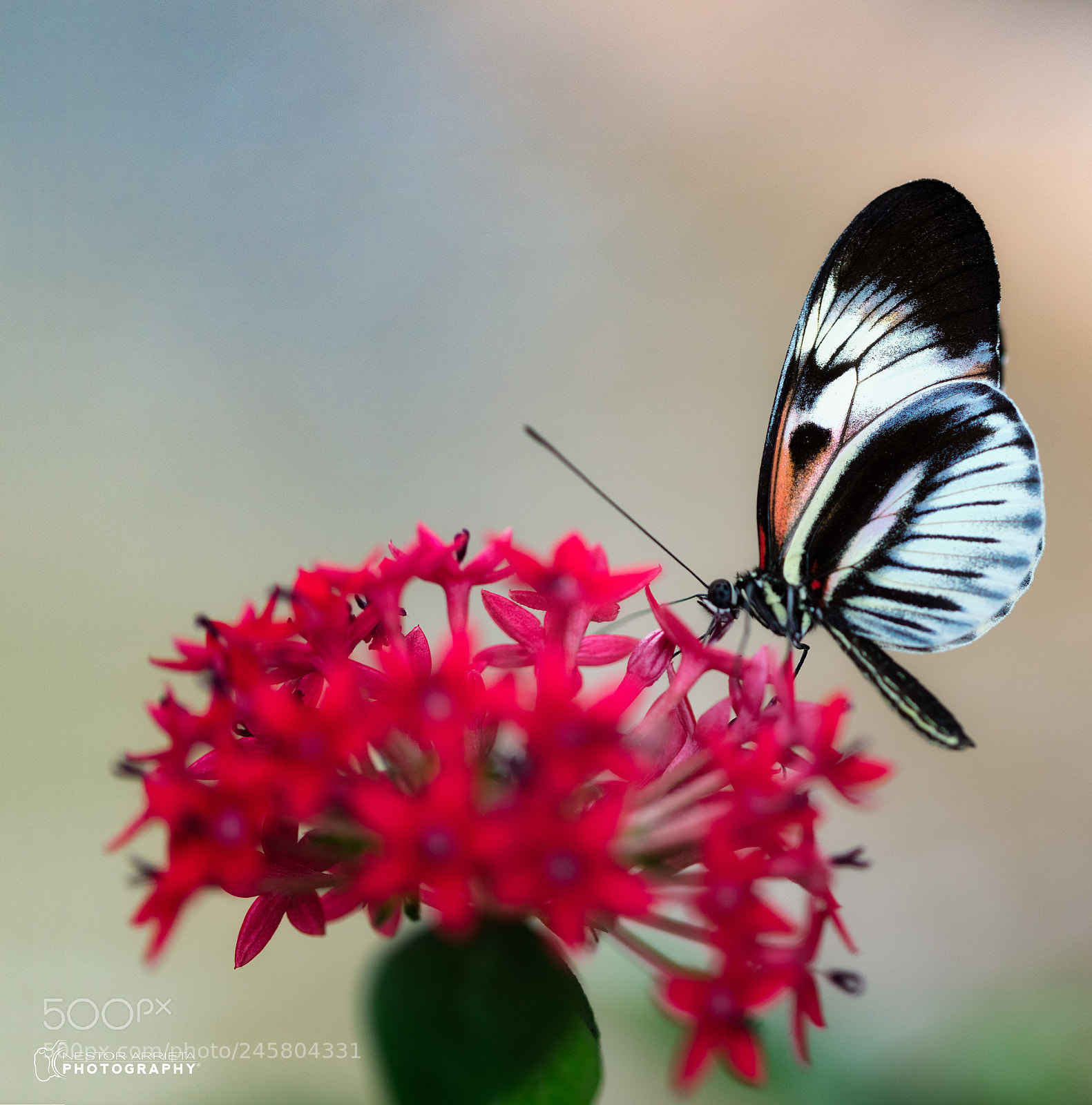 Canon EOS 5DS R sample photo. Heliconius ismeniusb photography