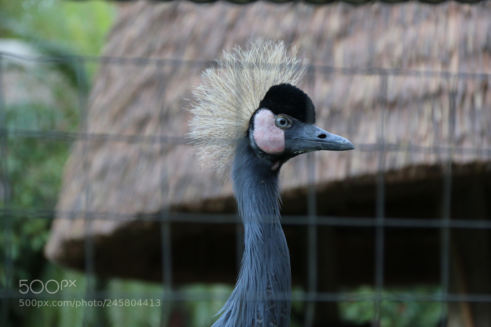 Canon EF-S 18-135mm F3.5-5.6 IS sample photo. Funny bird photography