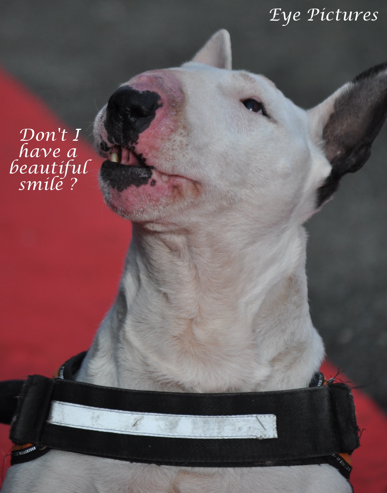 Nikon D90 sample photo. Pitbull for adoption photography