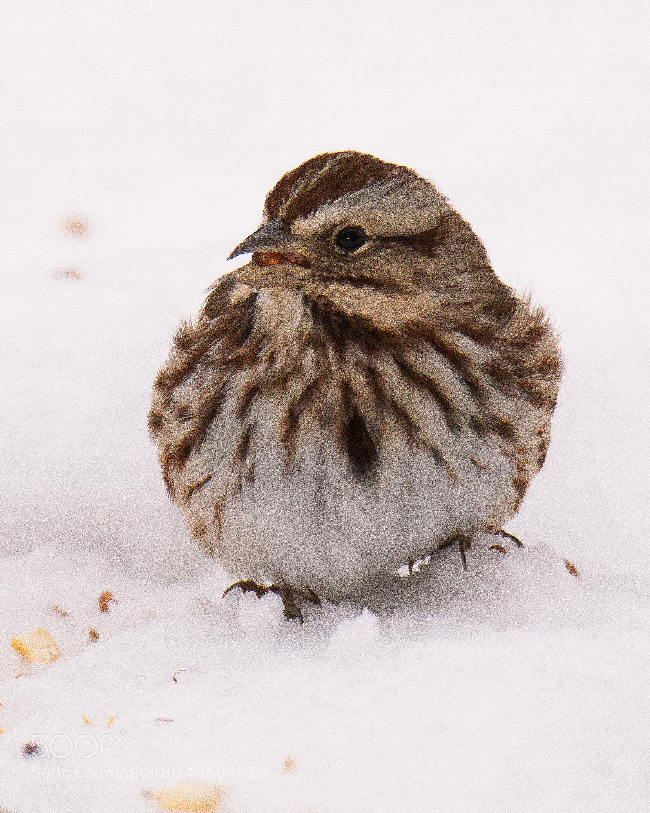 Nikon D7100 sample photo. Sparrow in the snow photography