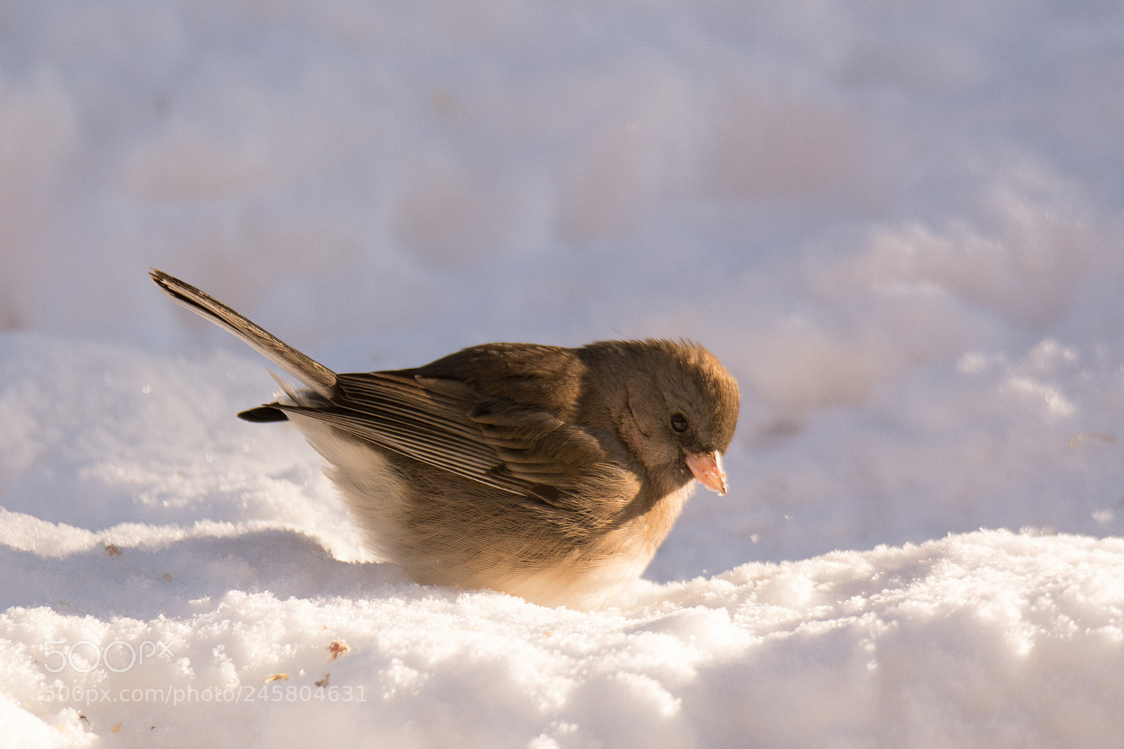 Nikon D7100 sample photo. Backyard bird in snow photography