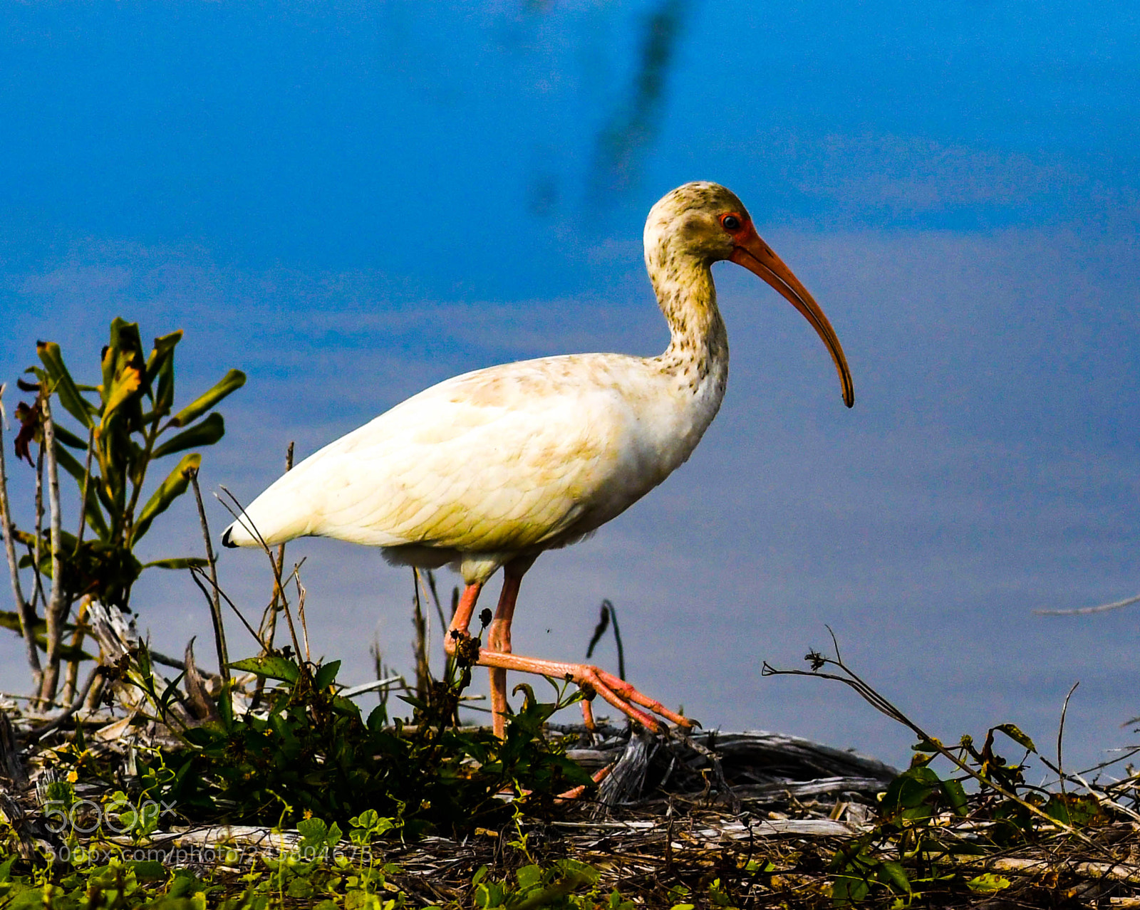 Nikon D500 sample photo. Whiteibis photography