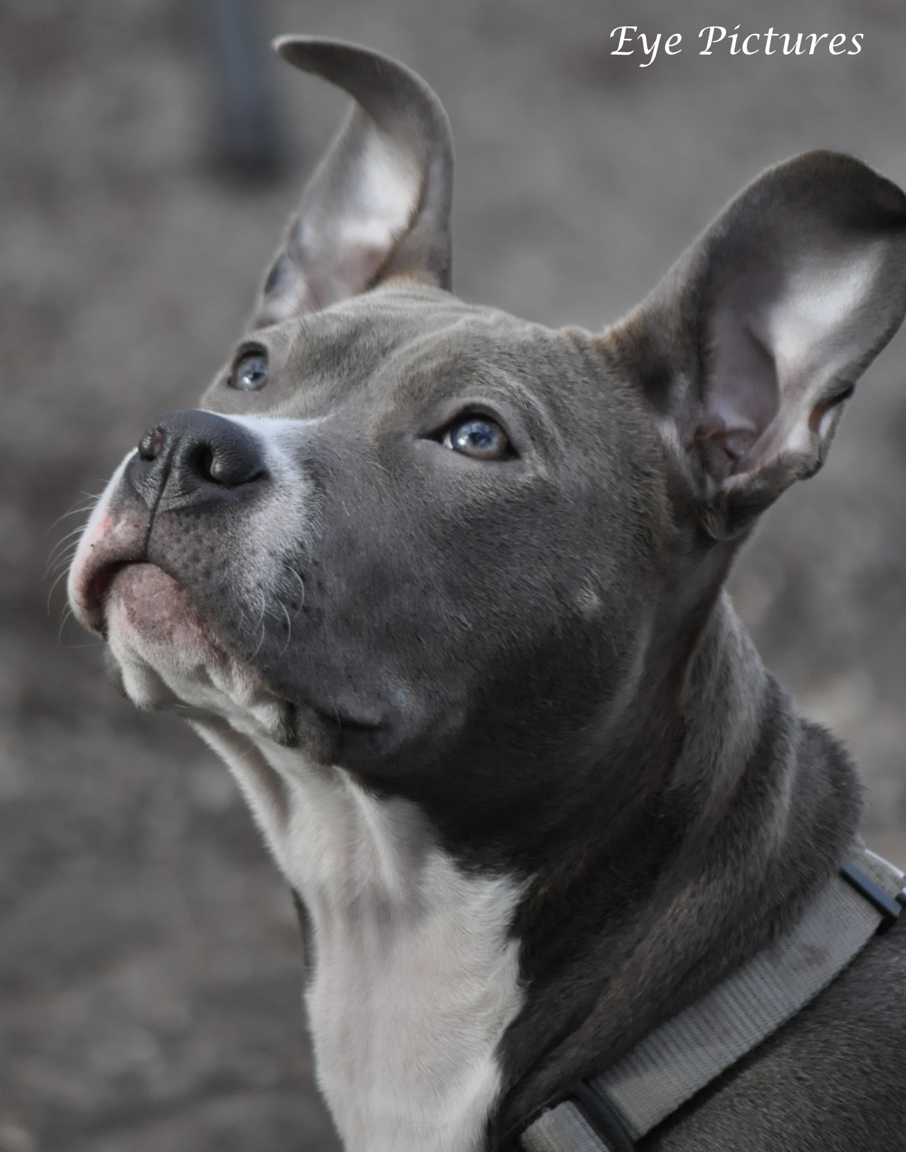 Nikon D90 sample photo. Puppy photography