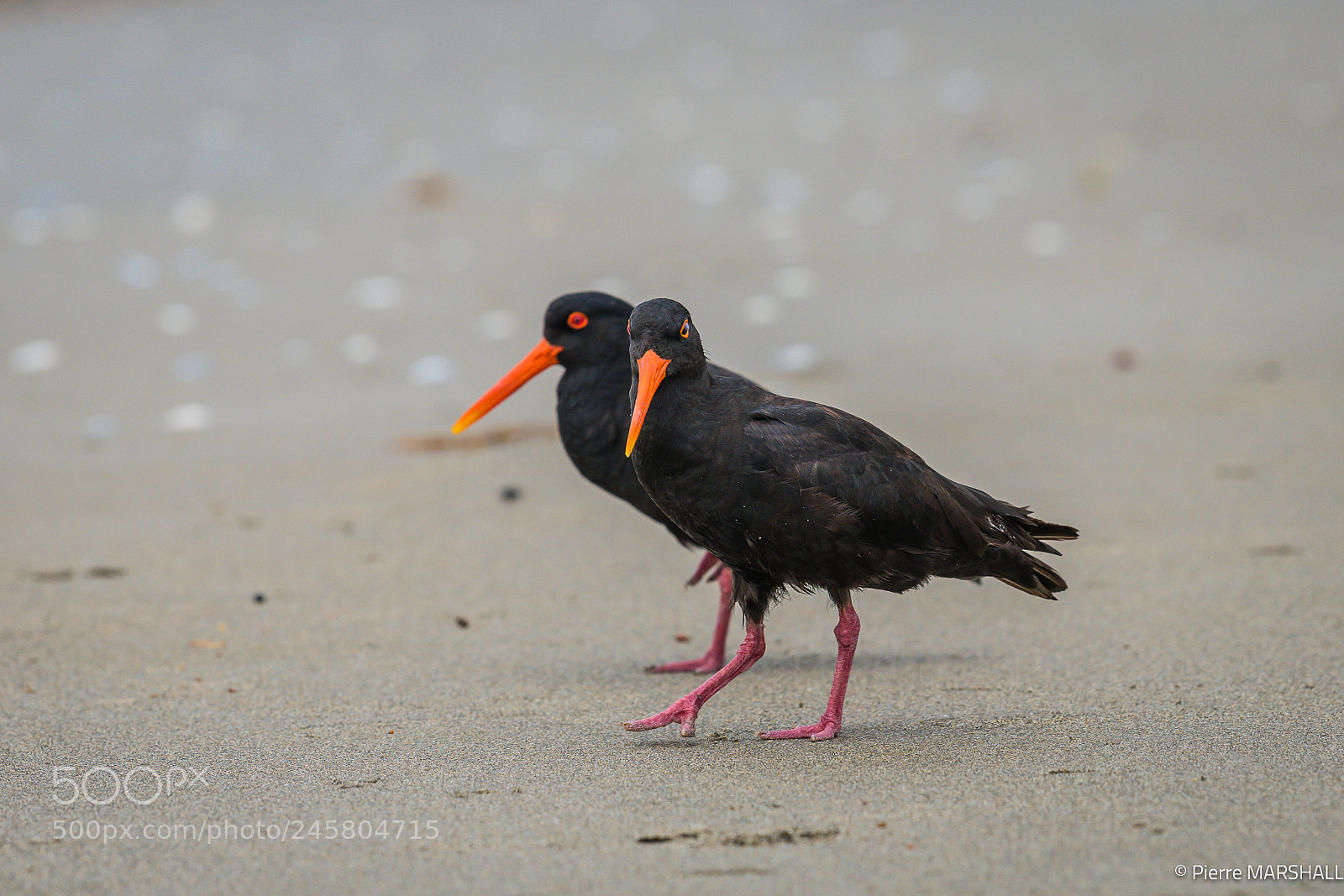 Nikon D850 sample photo. Pair of black oystercatchers photography