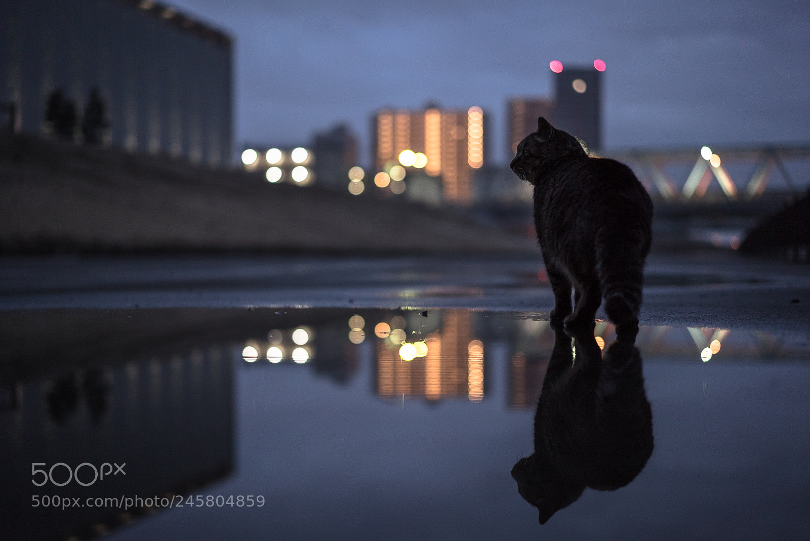 Sony a7S II sample photo. After rain before sunrise photography