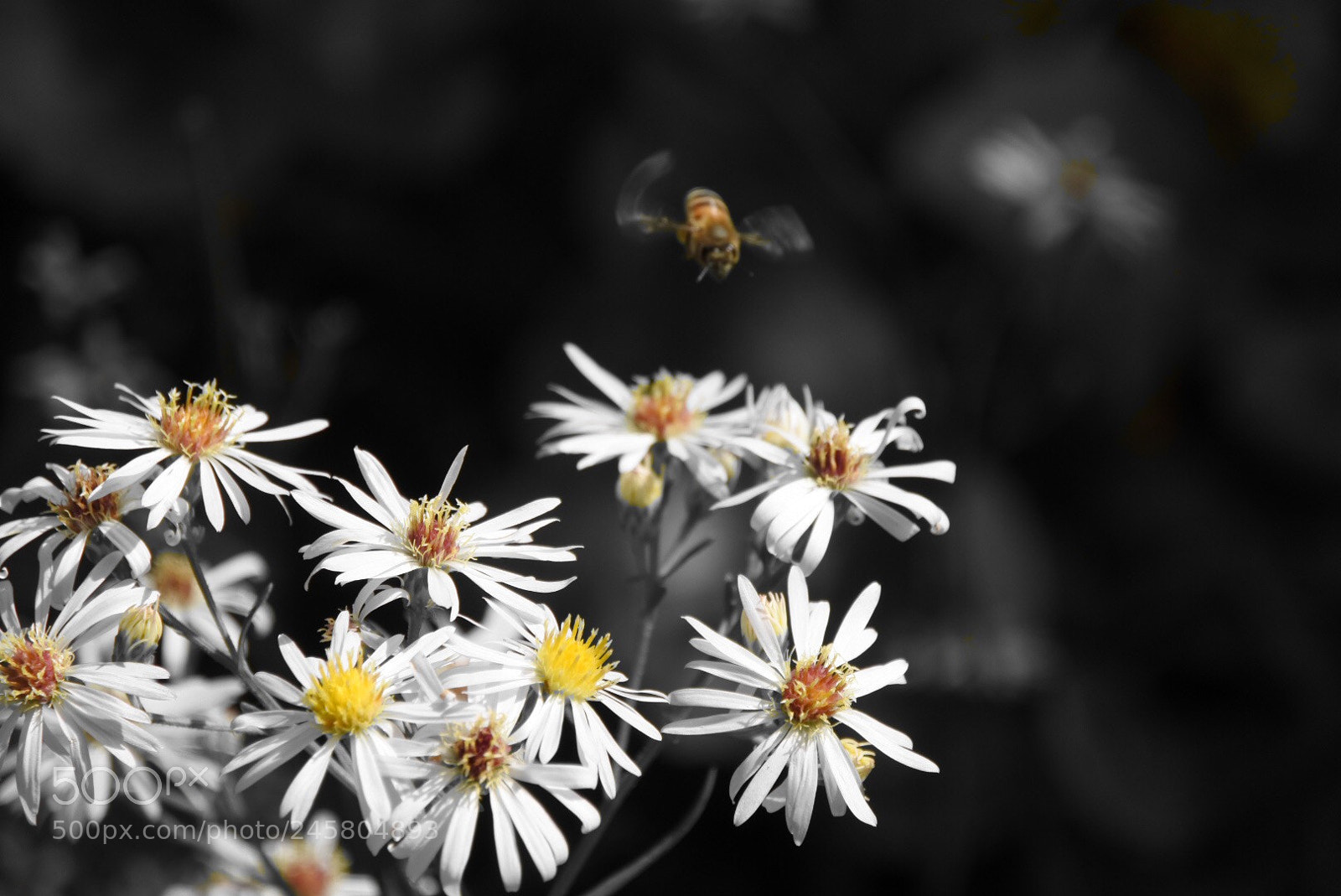 Nikon 1 J5 sample photo. Buzzing around photography