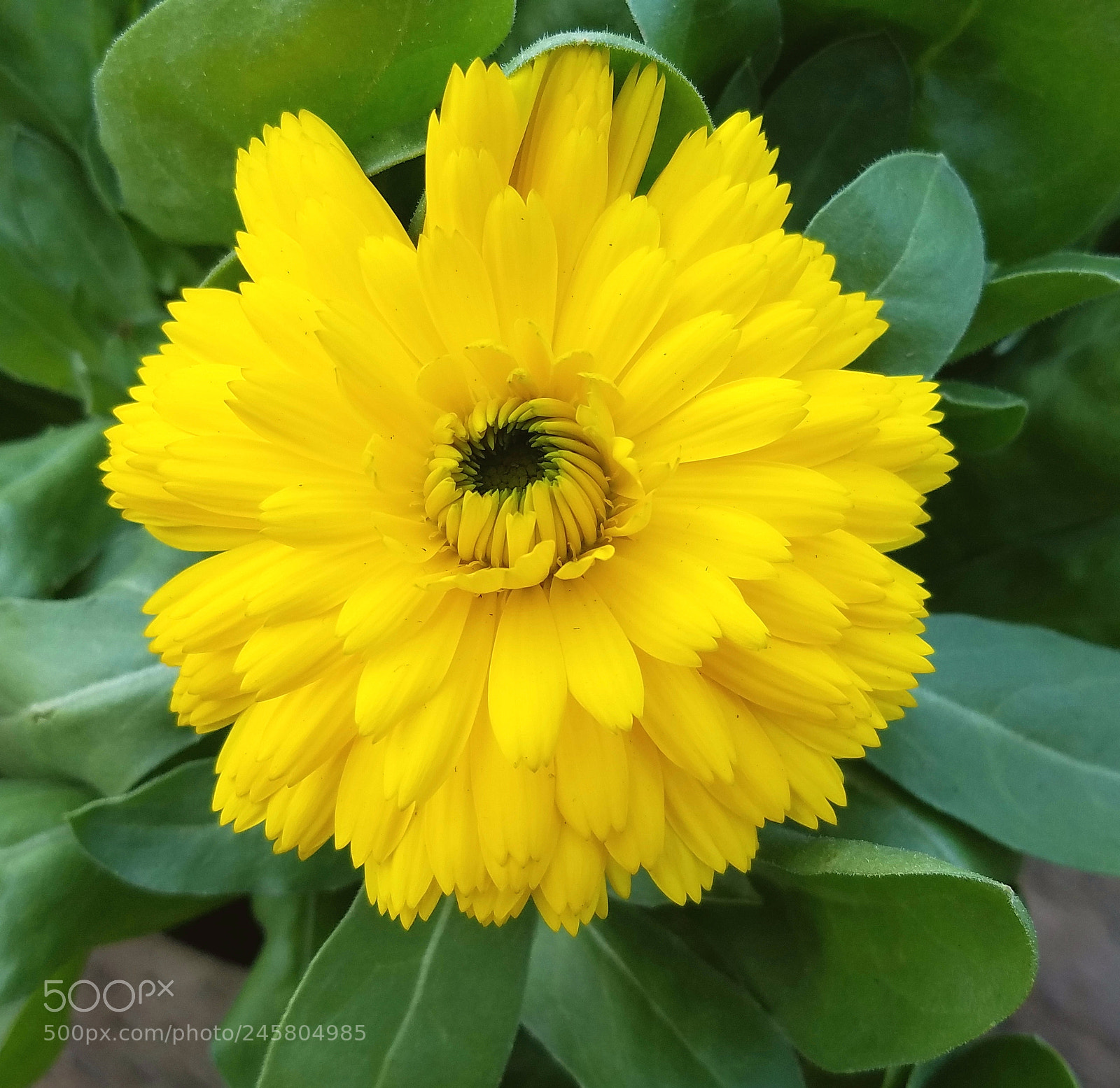 Samsung Galaxy S7 sample photo. Random flower photography