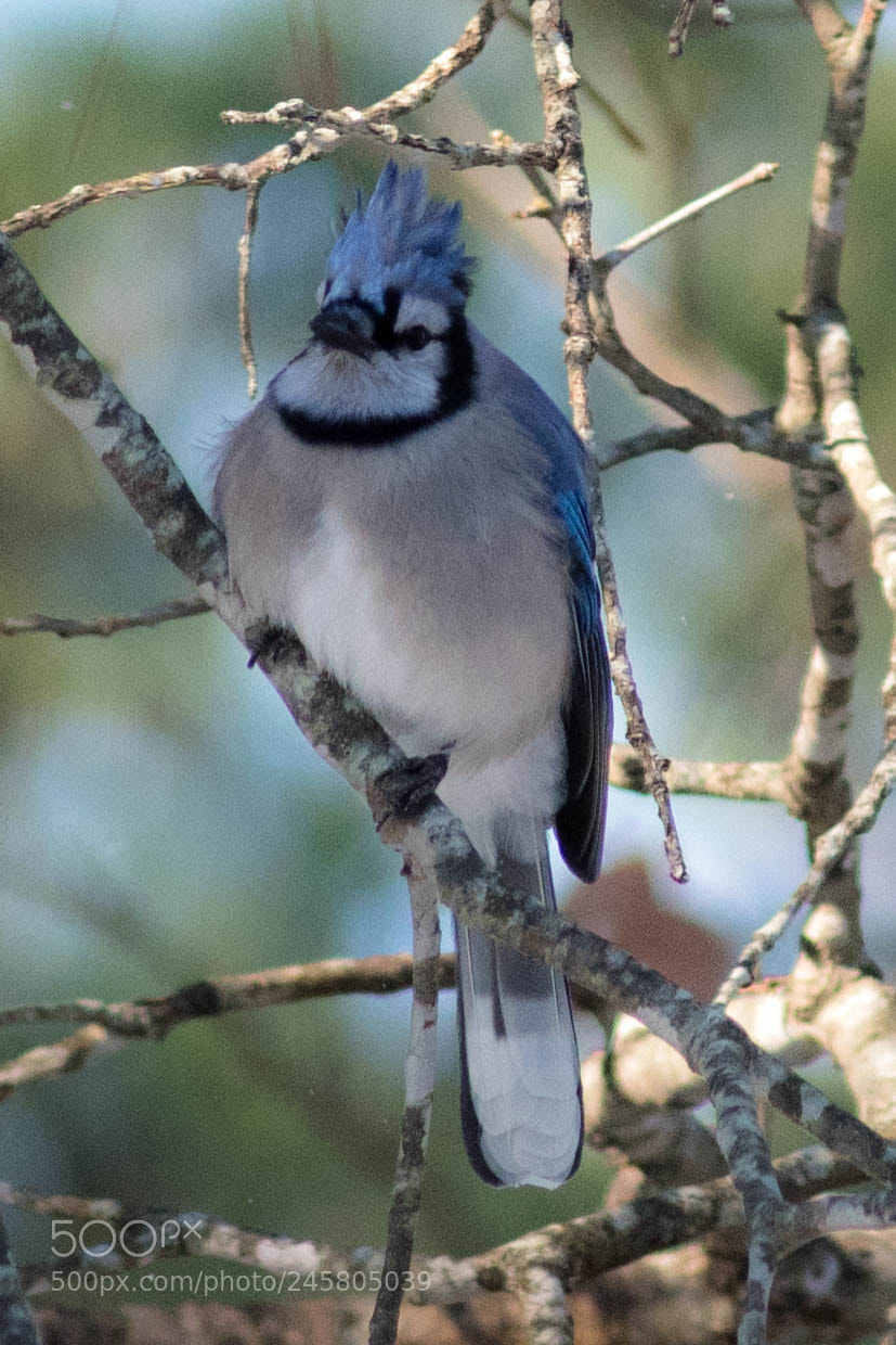 Nikon D500 sample photo. Bluejay photography