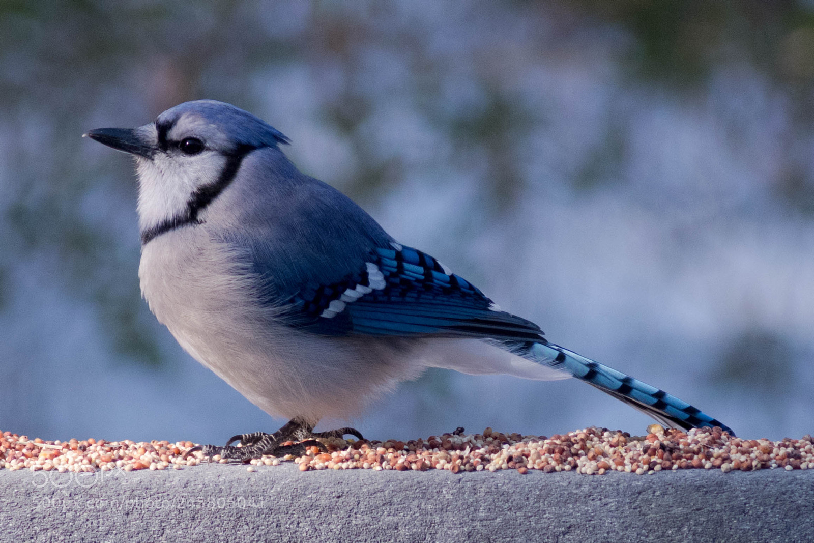 Nikon D500 sample photo. Bluejay photography