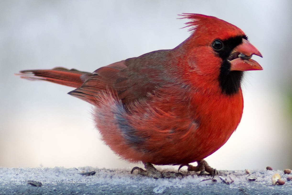 Nikon D500 sample photo. Cardinal photography