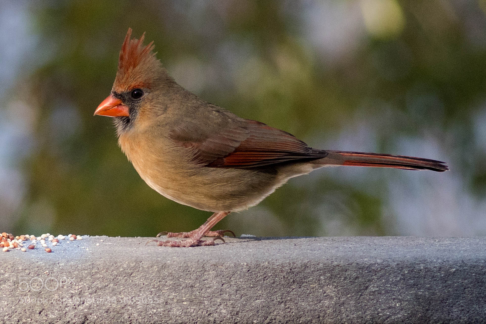 Nikon D500 sample photo. Cardinalfemale photography