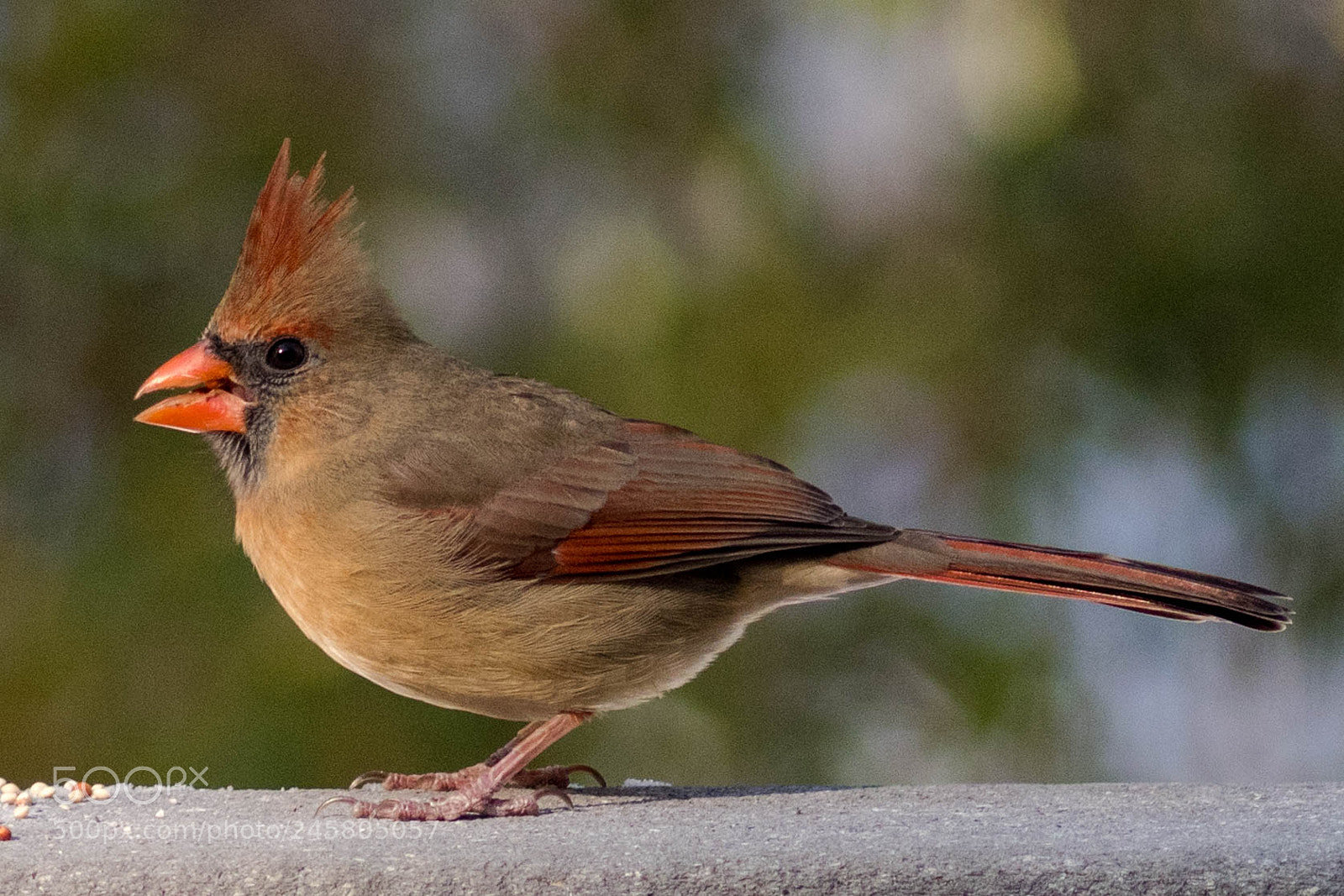 Nikon D500 sample photo. Cardinalfemale photography