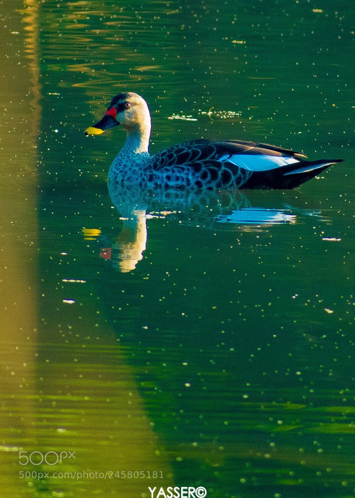 Nikon D3400 sample photo. Mallard? photography