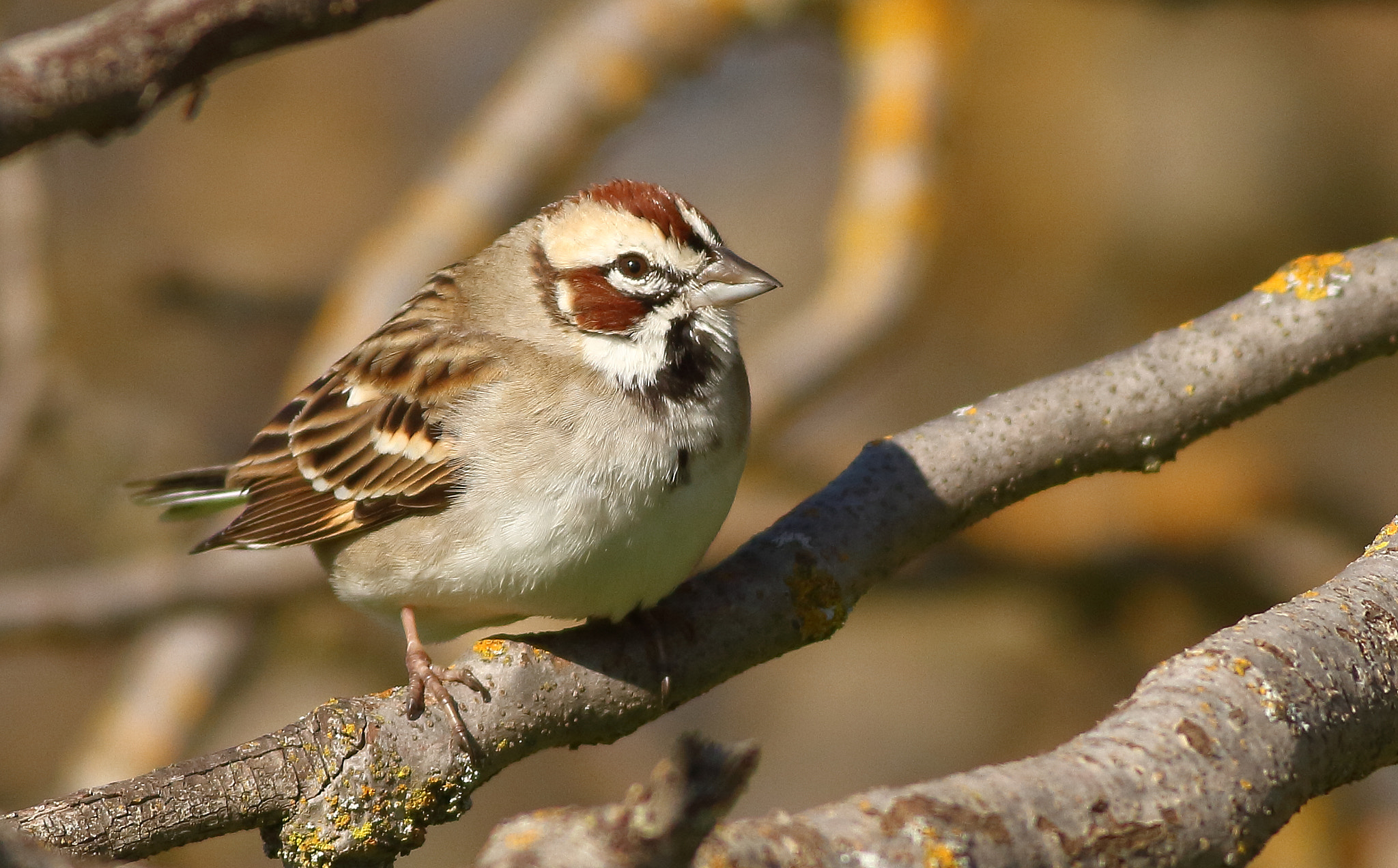 Canon EOS 7D + Canon EF 400mm F5.6L USM sample photo. Lark sparrow photography