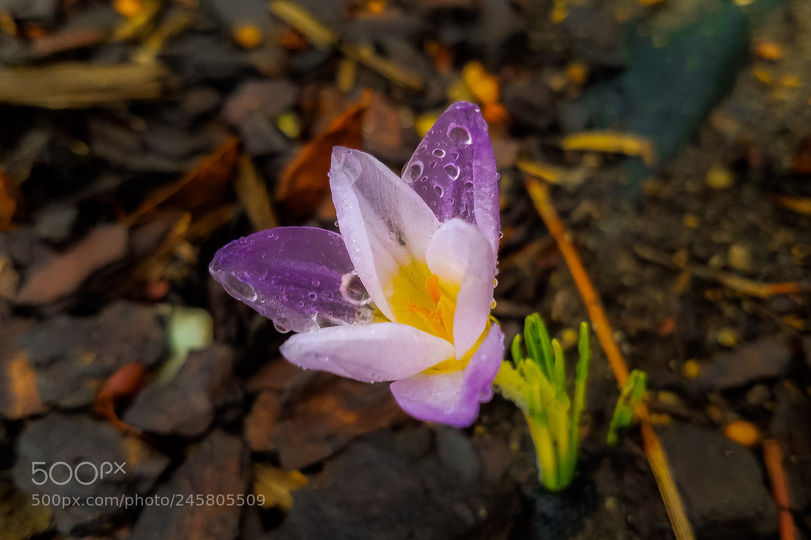 Samsung Galaxy S7 Edge sample photo. Delicate photography