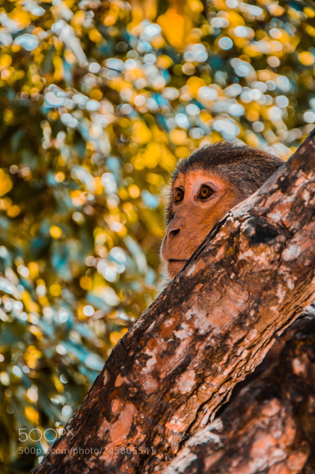 Nikon D3200 sample photo. Monkey look. photography