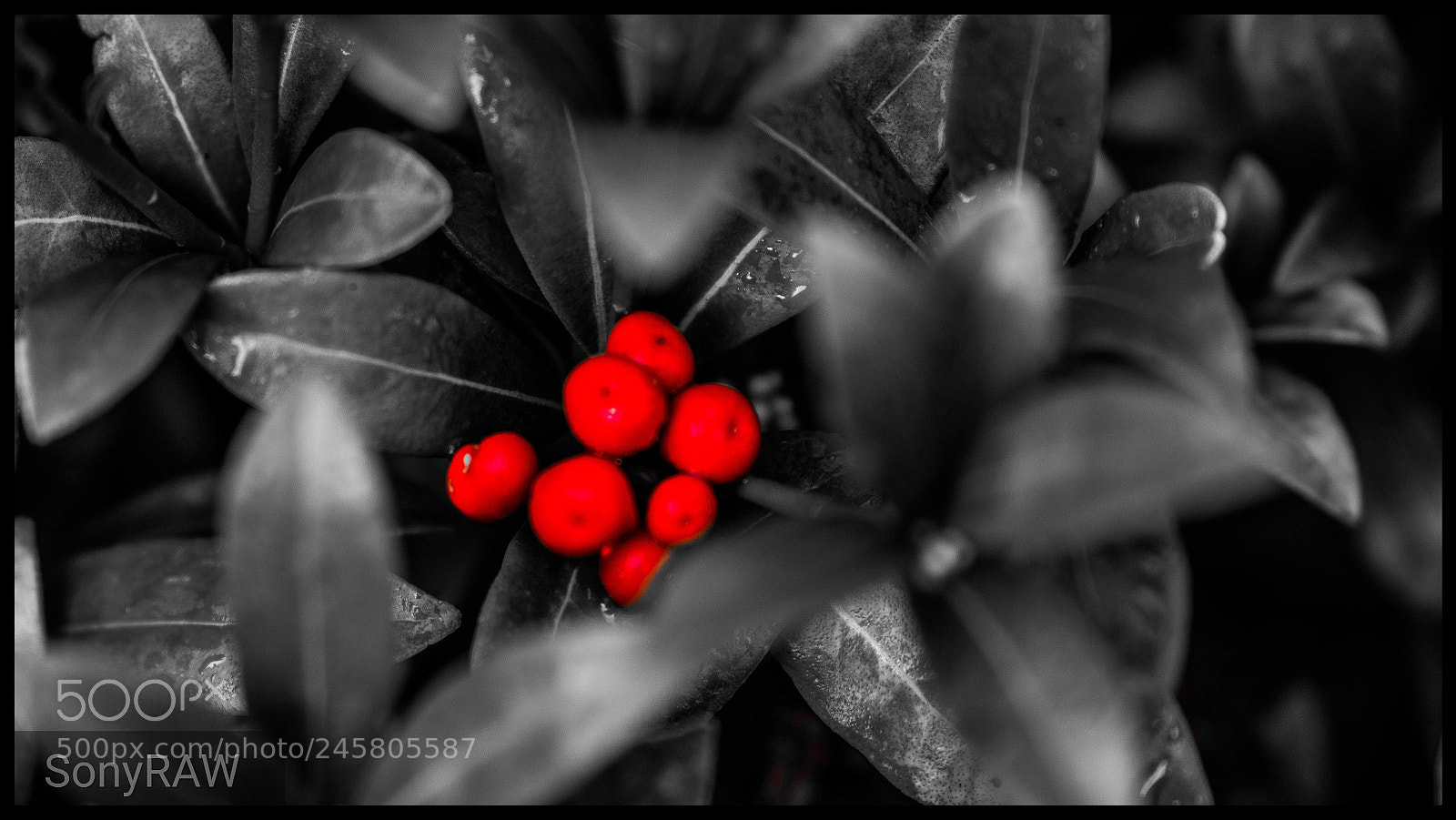 Sony a6500 sample photo. Not the usual berries photography