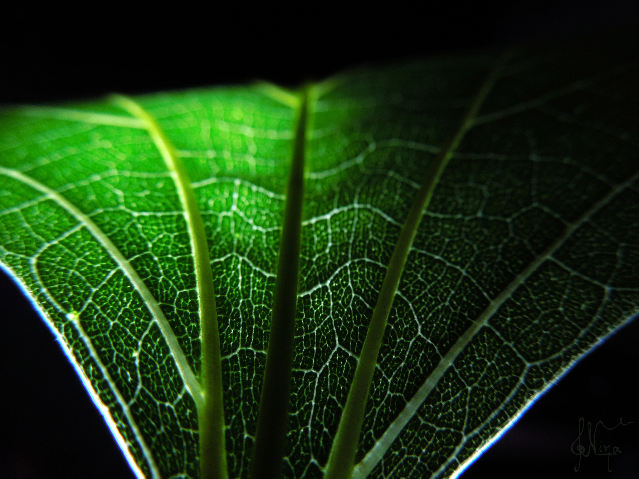 Nikon Coolpix S8200 sample photo. Green veins! photography