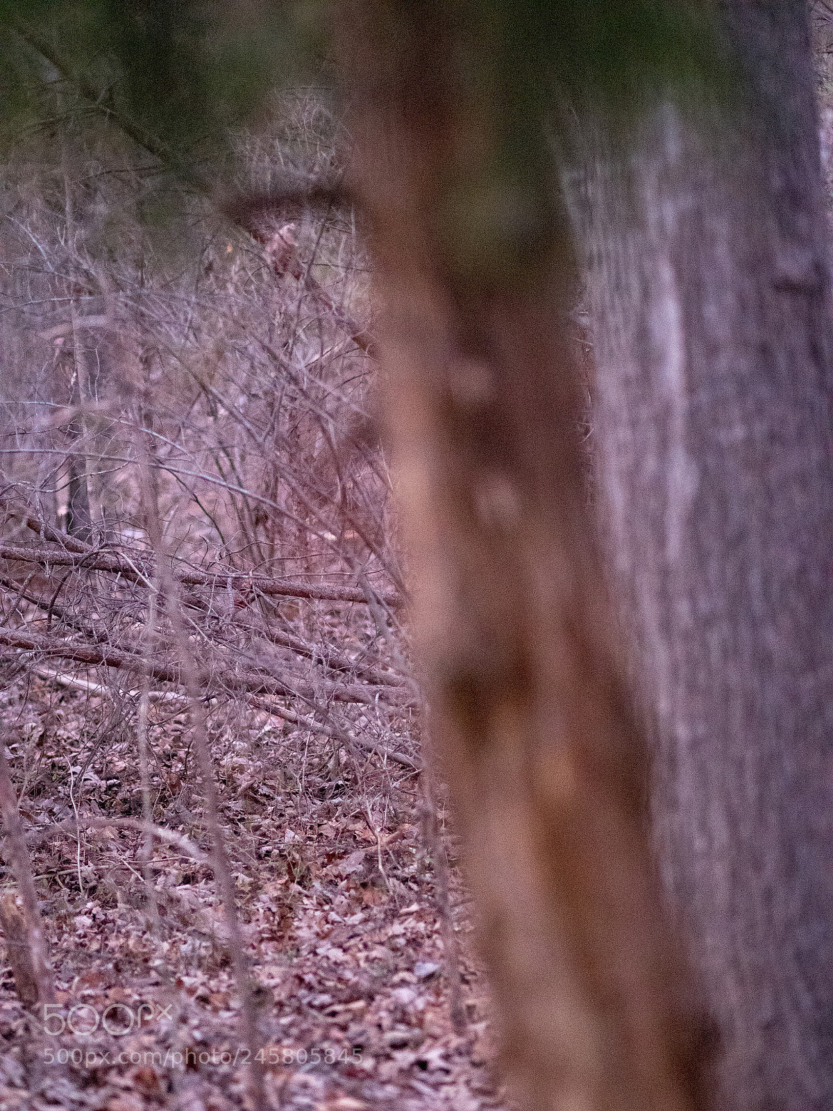 Olympus PEN-F sample photo. Olympus 75mm f/1.8 photography