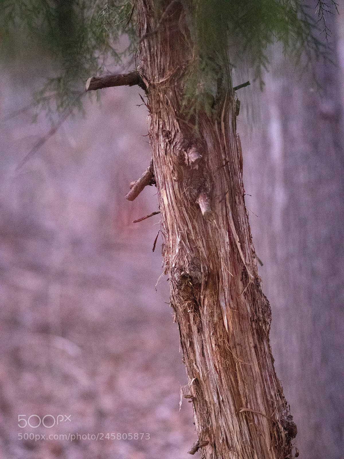 Olympus PEN-F sample photo. Olympus 75mm f/1.8 photography