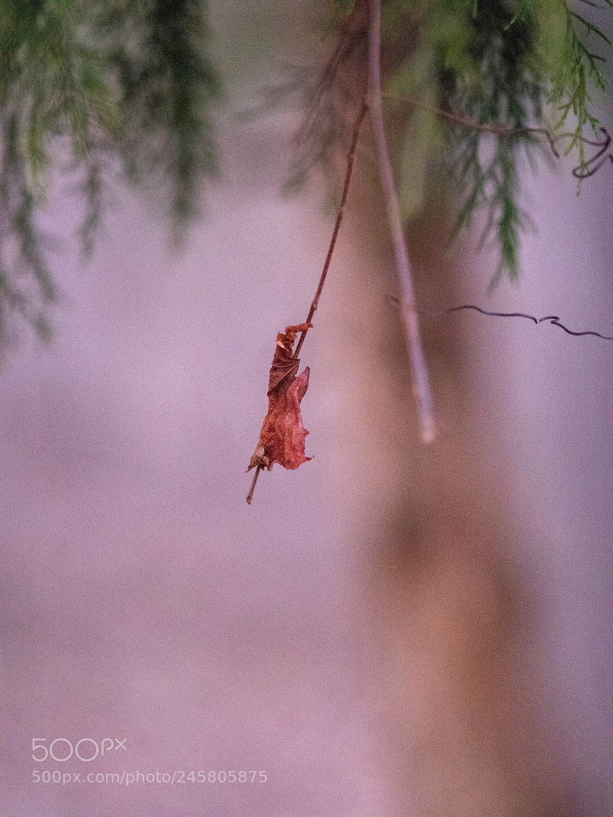 Olympus PEN-F sample photo. Olympus 75mm f/1.8 photography