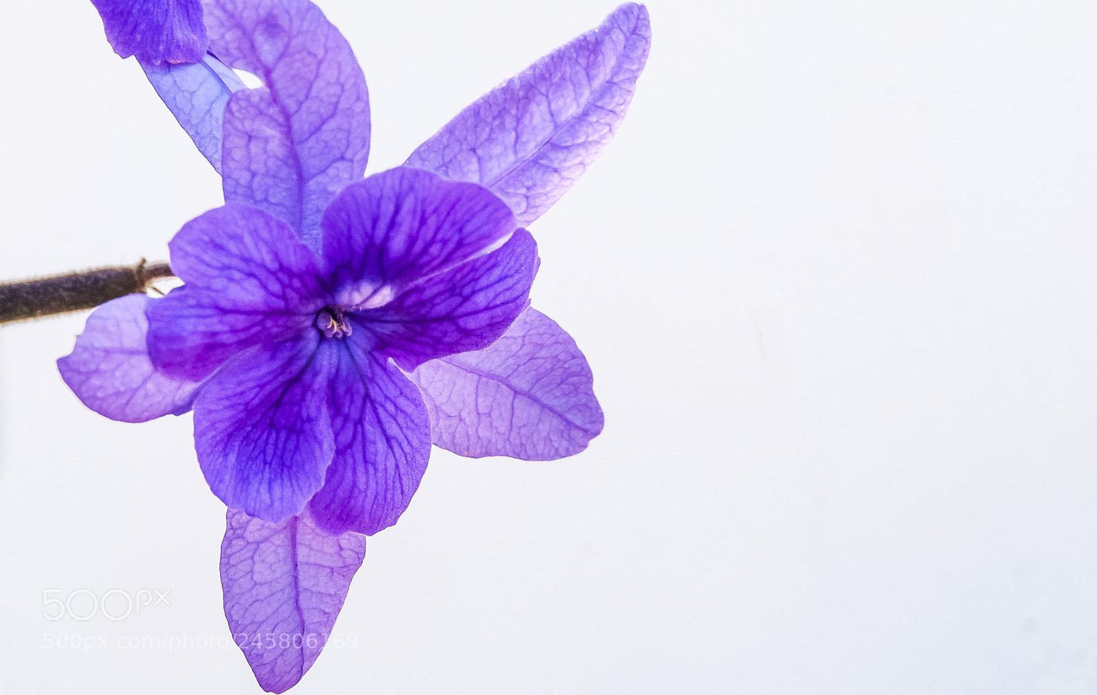 Nikon D300 sample photo. Flower photography