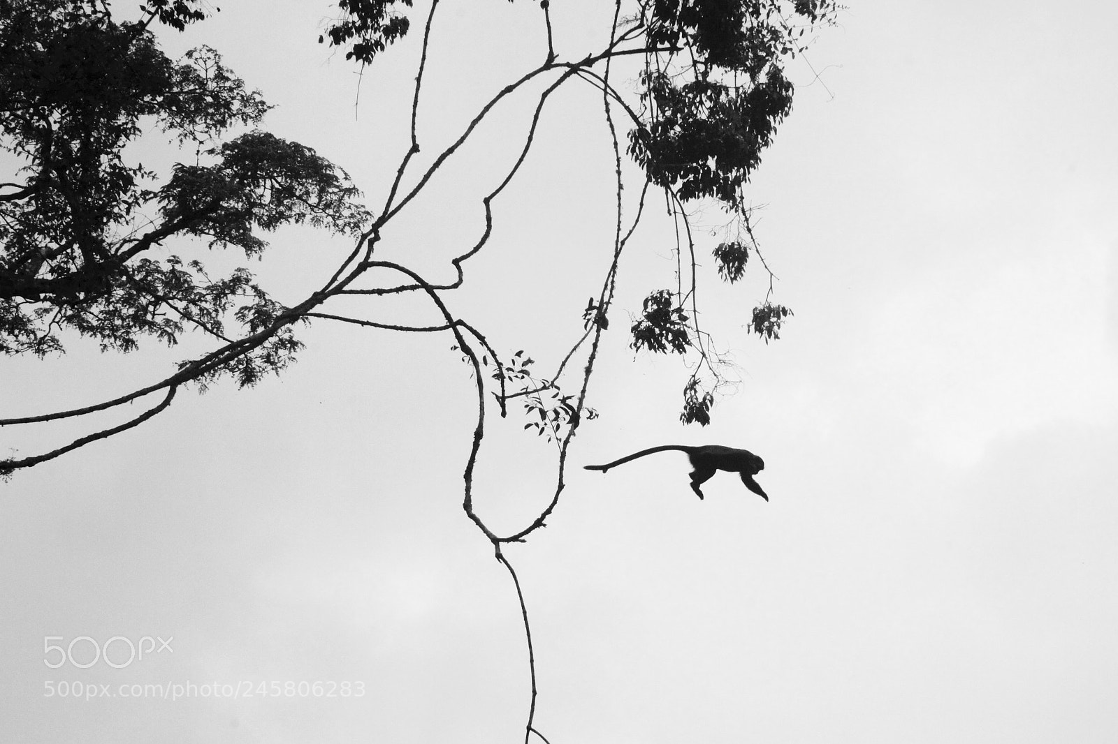 Canon EOS 50D sample photo. Monkey business photography