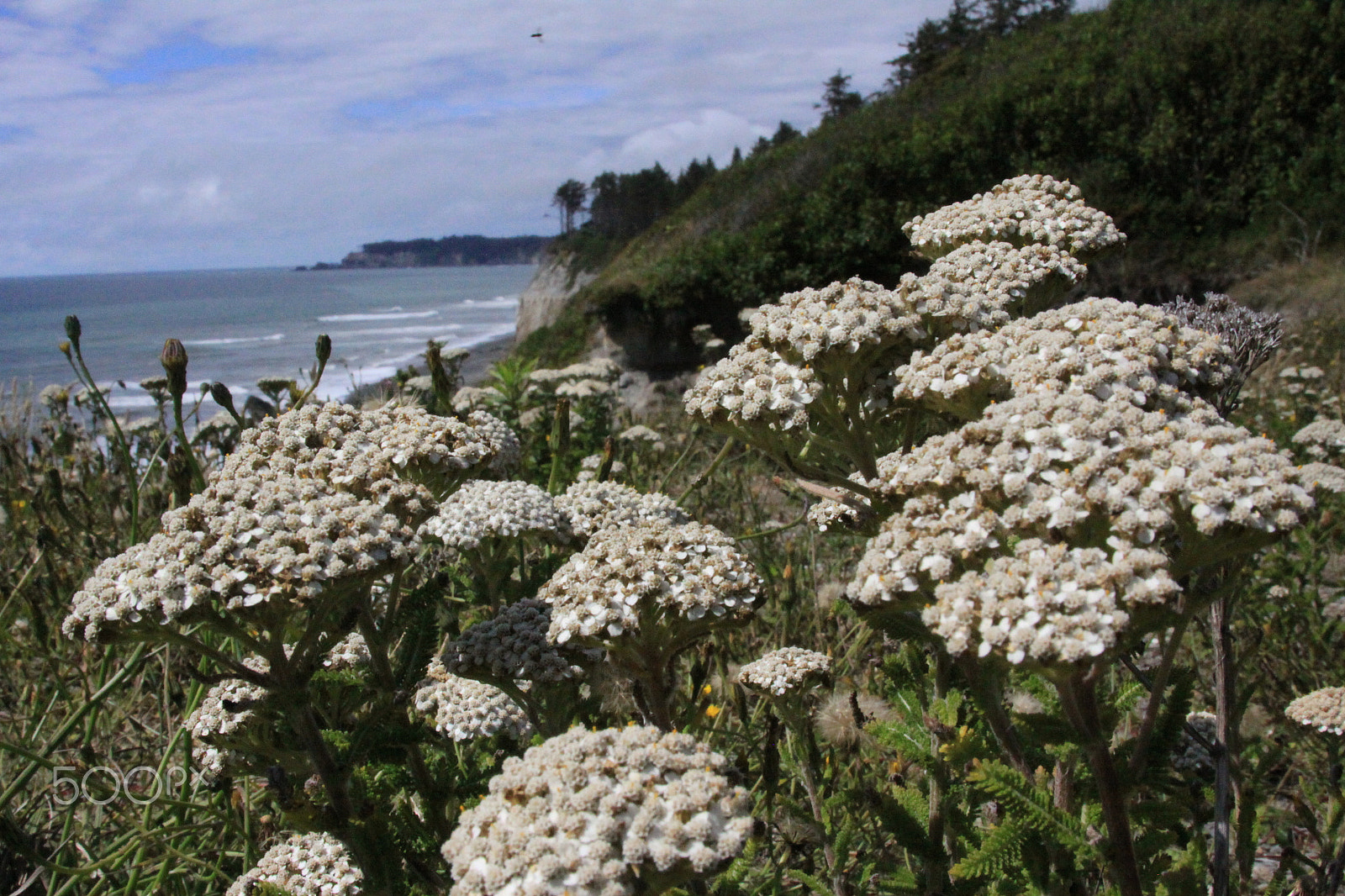 Canon EF 28-135mm F3.5-5.6 IS USM sample photo. Quinault summer photography