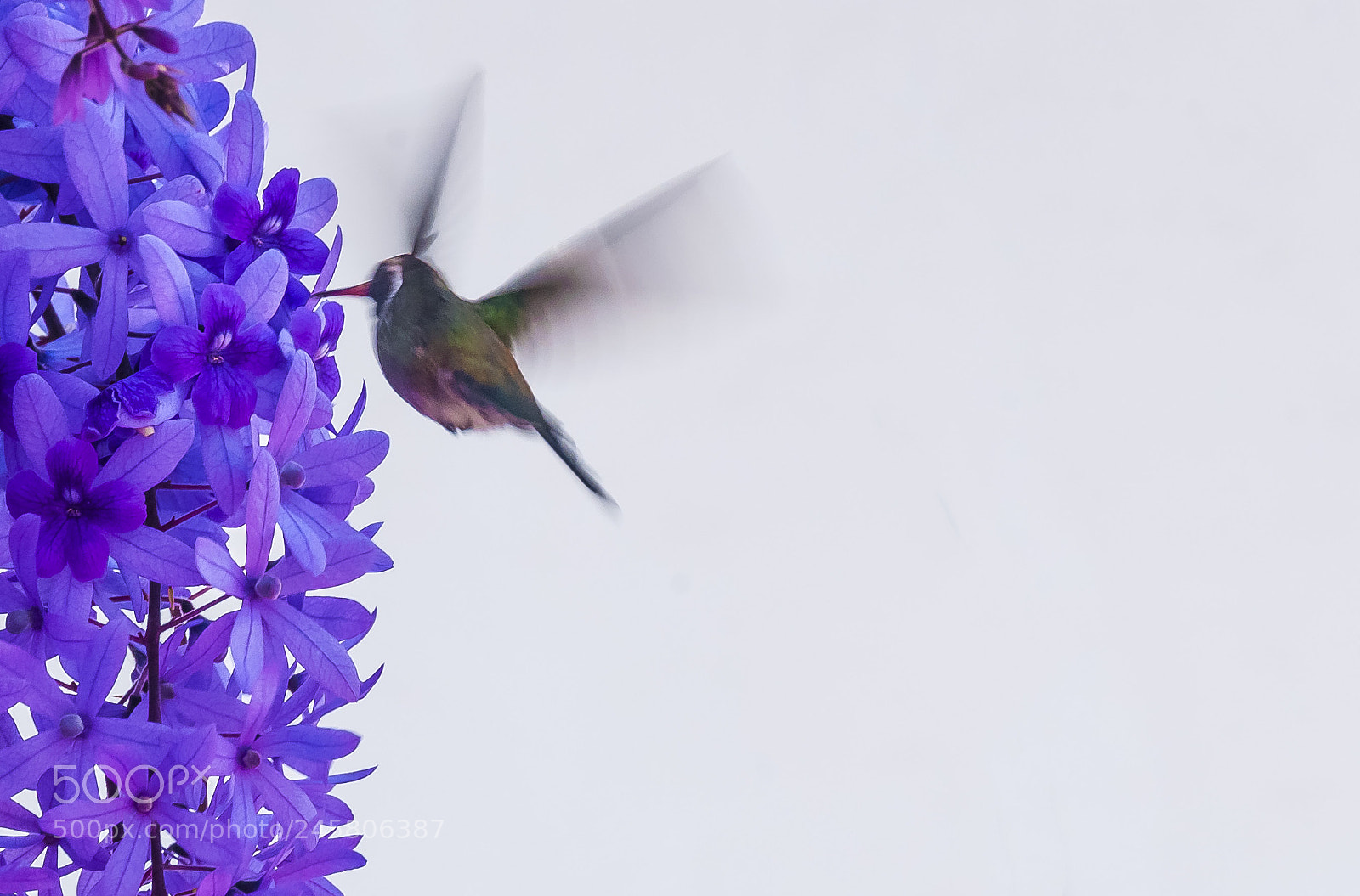 Nikon D300 sample photo. Hummingbird photography