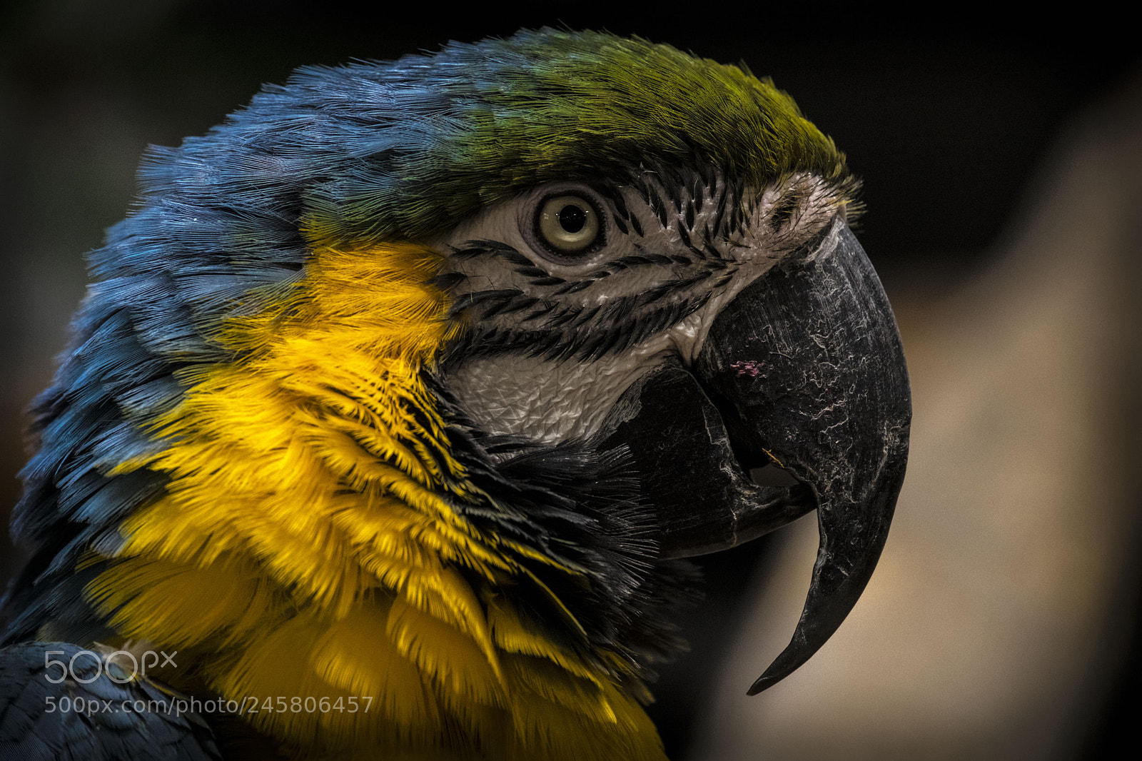 Fujifilm X-T2 sample photo. Macaw portrait photography
