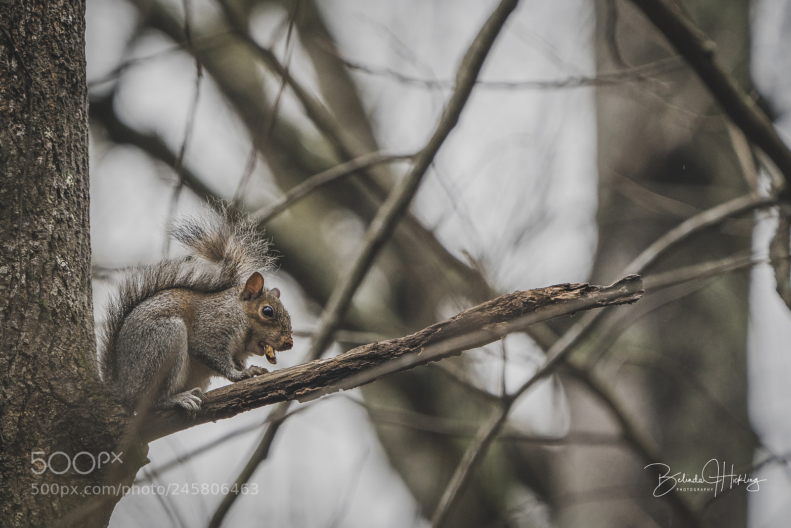 Sony a7R III sample photo. Squirrel photography