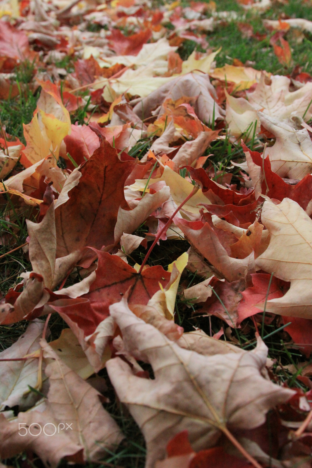 Canon EOS 50D + Canon EF 28-135mm F3.5-5.6 IS USM sample photo. Fall photography