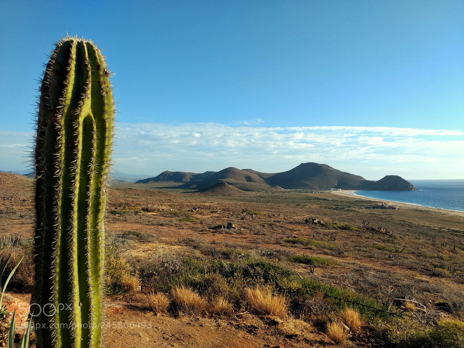Motorola Moto Z Play sample photo. Cactus photography