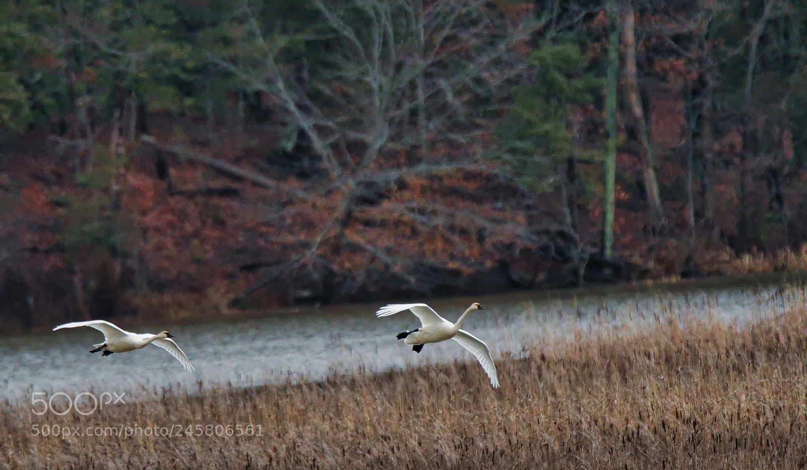 Nikon D500 sample photo. Tundra geese in formation photography