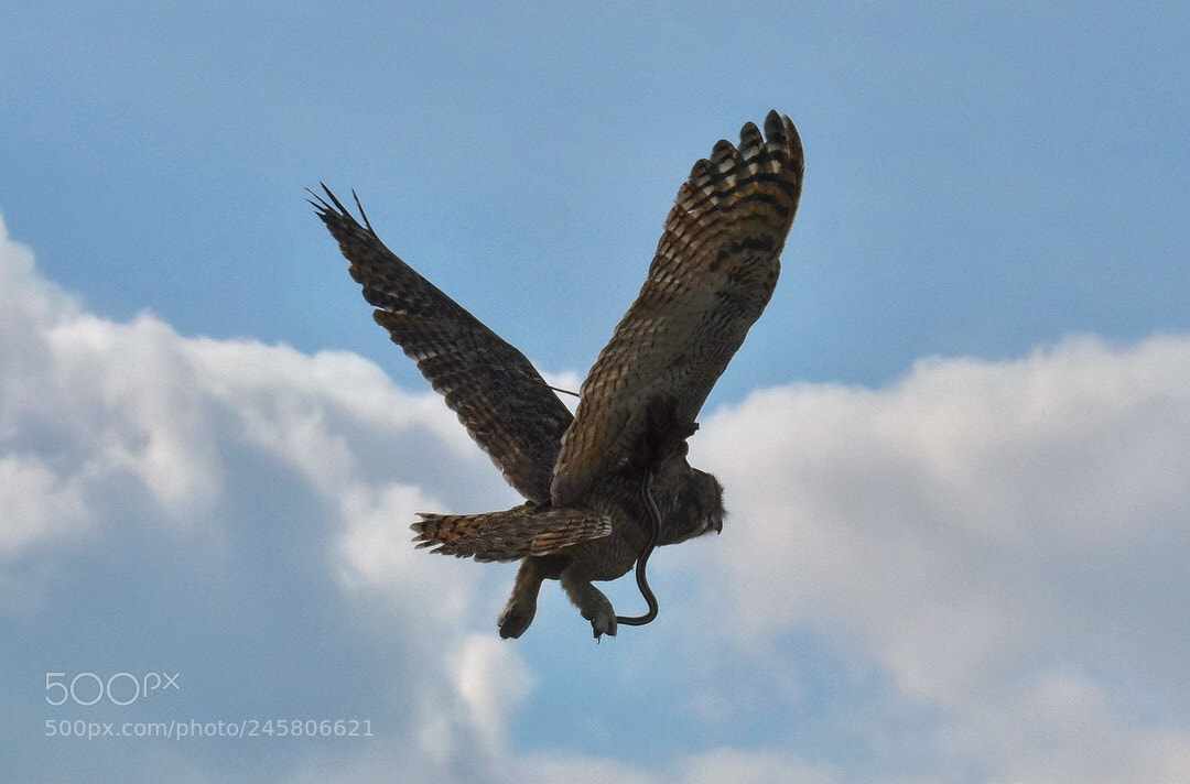 Nikon D3400 sample photo. Takeoff with takeout photography
