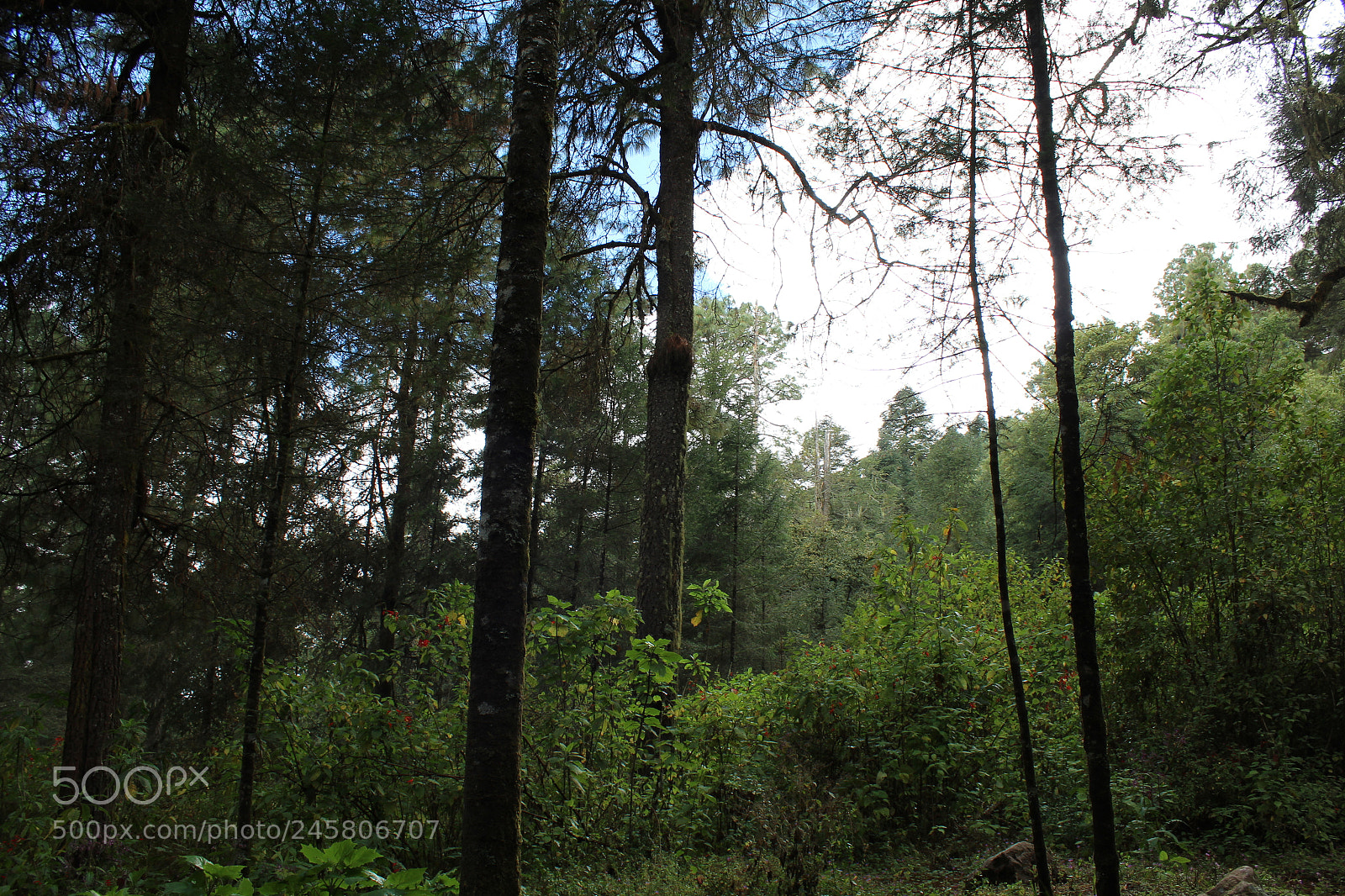 Canon EOS 1300D (EOS Rebel T6 / EOS Kiss X80) sample photo. It s m xico photography