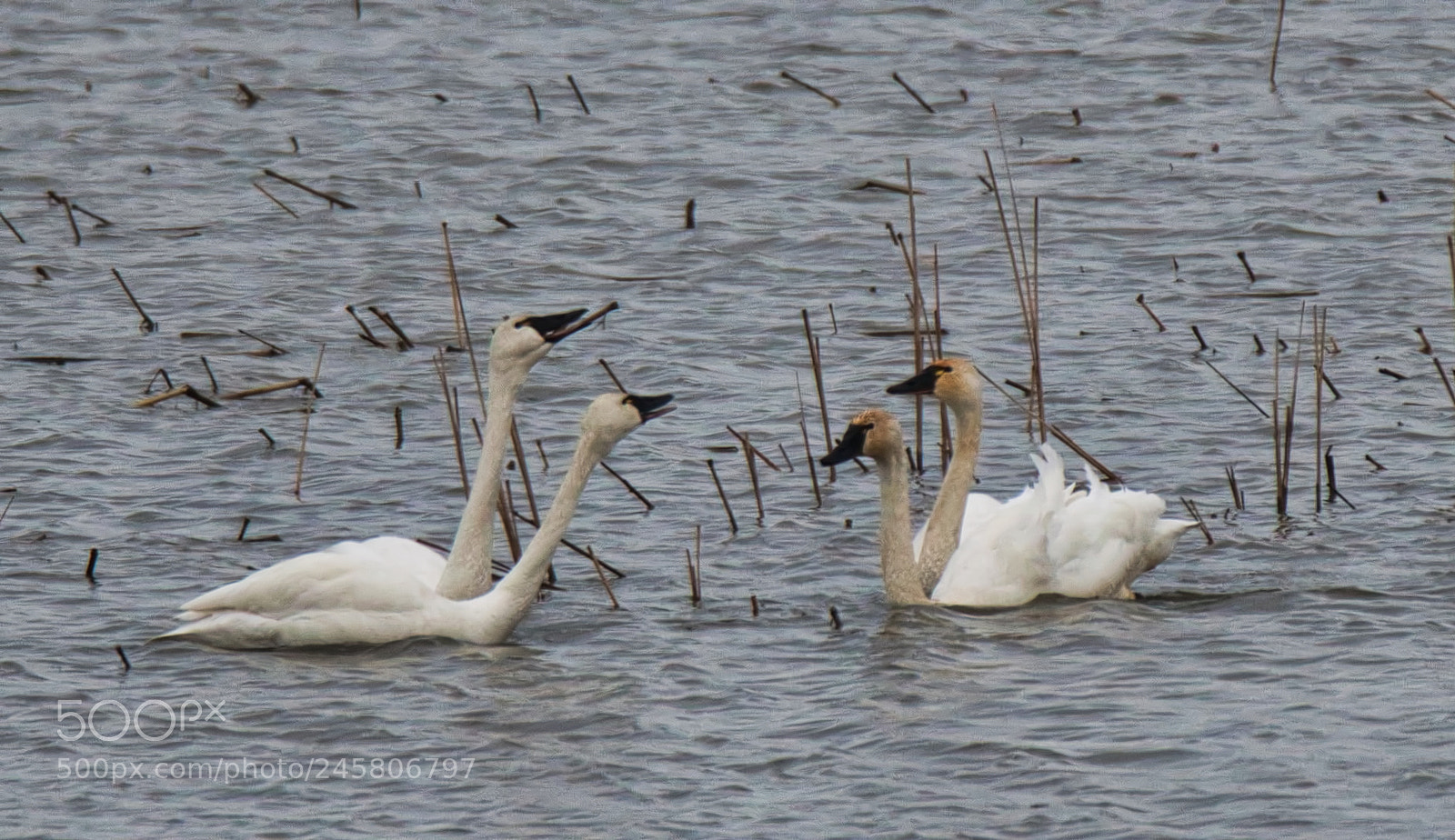 Nikon D500 sample photo. Conflict on the water photography