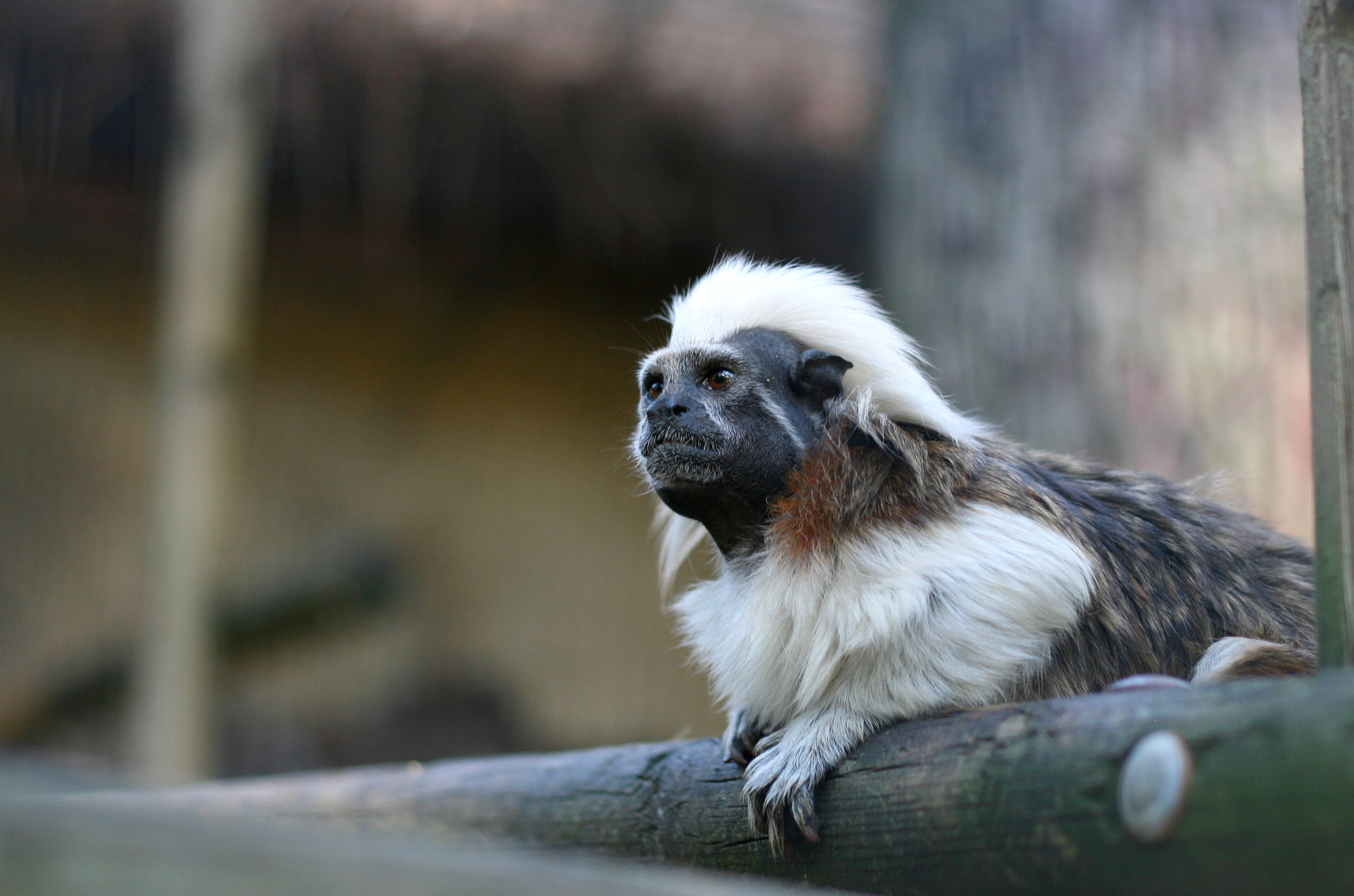 Canon EF 50mm F1.8 II sample photo. Tamarin photography