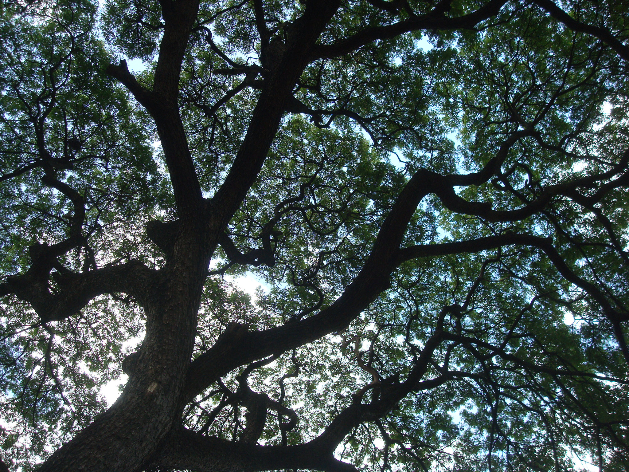 Sony DSC-W80 sample photo. Magic tree photography